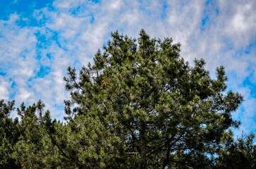 A tree with green leaves is in the middle of a blue sky. The sky is partly cloudy, but the tree is still visible