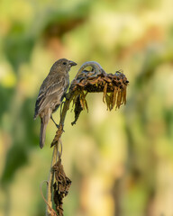 A female house finch perched on a dead sunflower