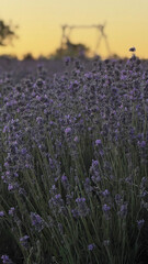 Naklejka premium Lavender Field at Sunset in Moldova