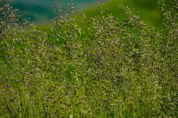 A field of grass with a few brown flowers in the middle. The grass is tall and green