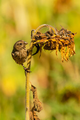 A female house finch perched on a dead sunflower
