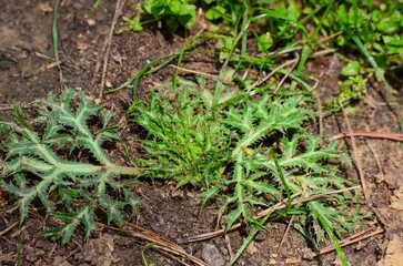 A small plant with green leaves is growing in the dirt. The plant is surrounded by grass and some dead leaves
