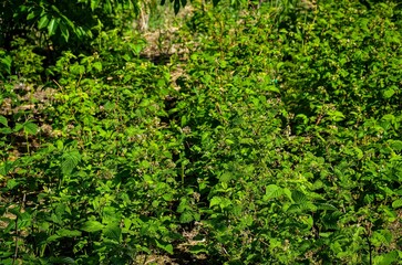 A field of green plants with some flowers. The plants are growing in a field and are green in color