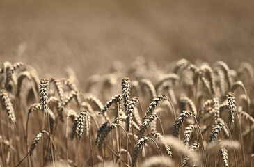 wheat ears in a field with bokeh