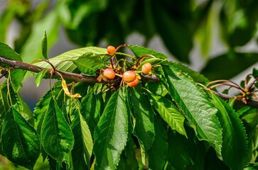 A tree with green leaves and red fruit. The fruit is small and round