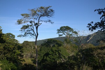 Obraz premium One of the most outstanding characteristics of Venezuela is its immense greenery, large jungles, forests and savannahs fill the territory.