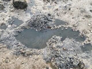 Wet grey mud with numerous barnacles or small seashells embedded in and around puddles of water, likely found in a coastal or intertidal zone.