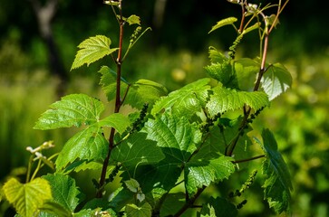 A vine with green leaves and a few white flowers. The leaves are wet and the flowers are small