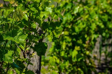 Obraz premium A vineyard with green leaves and vines. The vines are growing on a fence