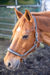 Fototapeta premium Gentle Bay Horse Portrait: Close-up of Brown Equine with Halter & White Blaze, Looking Down in Outdoor Equestrian Setting. Peaceful Animal Gaze, Rural Farm Life & Natural Beauty.