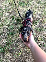 A human hand gently holds the head of a dachshund puppy outdoors, highlighting the puppy’s mismatched blue and brown eyes and soft dappled fur.