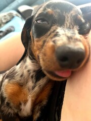 A close-up of a dachshund puppy sleeping peacefully with its tongue slightly sticking out, capturing a funny and heartwarming moment.