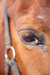 Detailed Close-up of a Horse's Expressive Brown Eye with Natural Fur Texture. Authentic Equine...