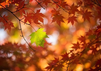 Fototapeta premium Vibrant Green Maple Leaf Stands Out Among Red Autumn Foliage