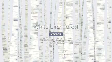 シラカバ林の水彩イラスト。静かな冬の森のイメージ背景。（ベクター。）
