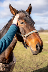 Obraz premium Comforting Touch: A Gentle Hand Stroking a Relaxed Brown Horse's Head, Symbolizing Trust and Peaceful Connection Outdoors.