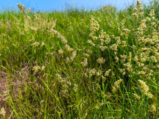 A field of grass with a few weeds in it. The grass is green and the weeds are yellow
