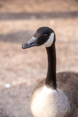 Majestic Canada Goose Portrait: Serene Close-up of Iconic Waterfowl in Natural Habitat, Perfect for Wildlife and Nature Themes