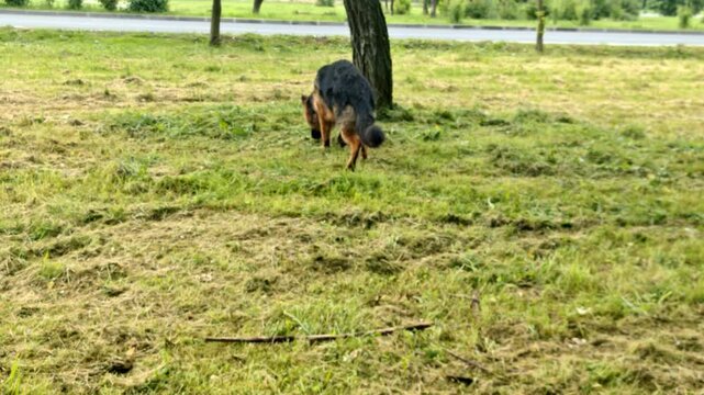 German Shepherd Walking on Leash by Riverside in Early Morning Light