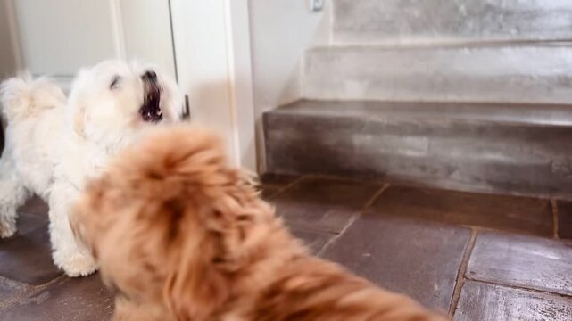 Energetic young puppy trying to play with older small dog &mdash; funny pet interaction at home.