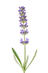 Obraz premium Lavender flower stem isolated on transparent background