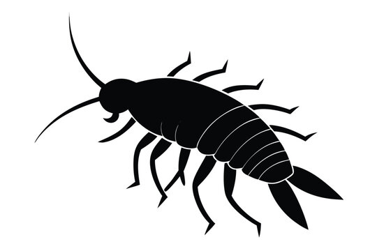 Detailed silhouette illustration of a tiny springtail insect on a clean white background