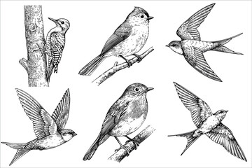A collection of vintage illustrations featuring various birds. Includes a woodpecker, a flycatcher, and swallows in different poses. Black and white sketches.