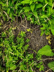 A patch of grass with some weeds and plants growing in it. The grass is green and the weeds are brown