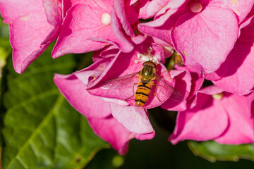 an orange black marmelade hoverfly with large red compound eyes on the pink blossoms of hortensia in the sunlight
