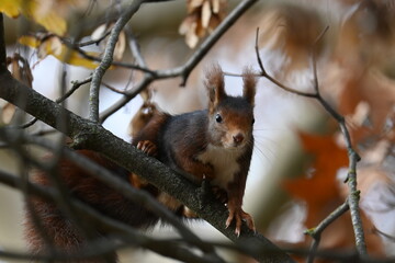 squirrel, Campo Grande Park, Valladolid, Spain