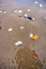 Seashells on Wet Beach Sand: Close-up of Coastal Treasures by the Water's Edge, Nature's Ocean Gifts