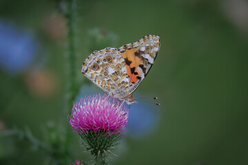 Close-up of a Painted Lady (Vanessa cardui) butterfly perched on a marsh thistle flower against a blurred green background on a sunny summer day.