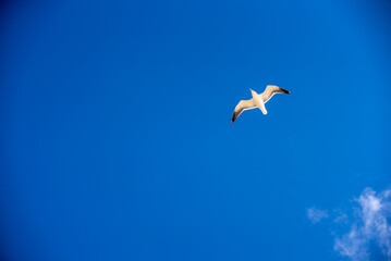 Soaring Seagull Against Azure Sky: Majestic Bird in Flight, Symbol of Freedom and Coastal Serenity