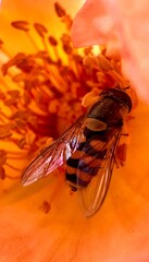 Insect bee on flower