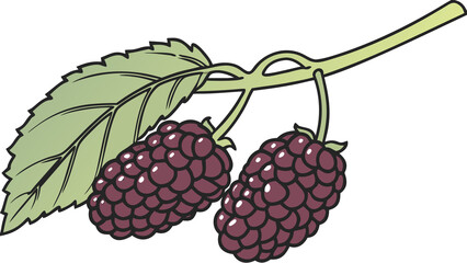 Color-rich mulberries cluster with dark maroon shades and glossy texture, attached to a short green stem, blank background.

