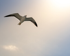 Fototapeta premium Soaring Seagull Against Azure Sky: Majestic Bird in Flight, Symbol of Freedom and Coastal Serenity