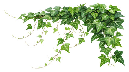 Green ivy plant with trailing vines isolated on transparent background