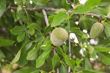 Almonds growing on the branch of almond tree