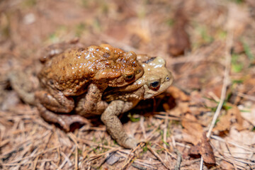 Common Toads in Amplexus: Detailed Close-up of Mating Amphibians on Forest Floor, Nature's Cycle