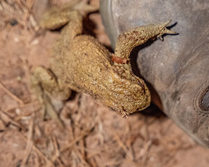 Desert Toad Encounter: Camouflaged Amphibian with Neck Markings Next to a Hiking Boot in Arid Landscape Stock Photo