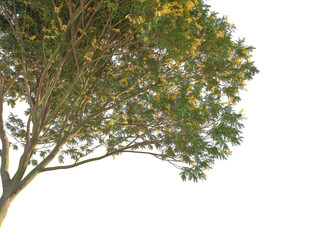 Bulnesia arborea Tree corner 4k png cutout isolate