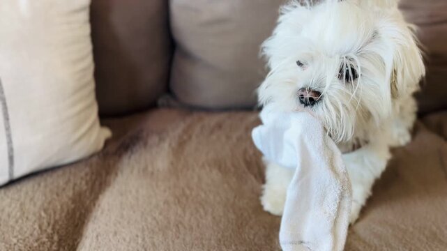 Small white dog chewing on sock indoors &mdash; playful pet video.