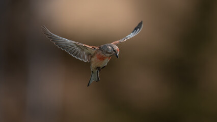 Ketenkuşu - Common Linnet 