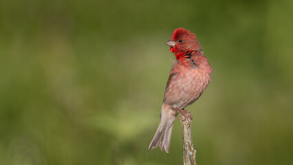 Çütre - Common Rosefinch 