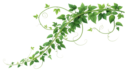 Green vine with curling tendrils isolated on transparent background