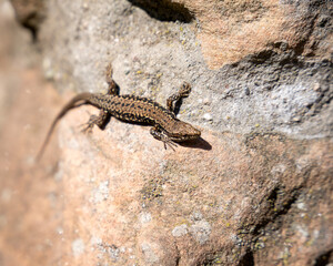 Sun-Kissed European Wall Lizard Basking on Textured Stone: Captivating Wildlife Close-Up for Nature & Reptile Enthusiasts