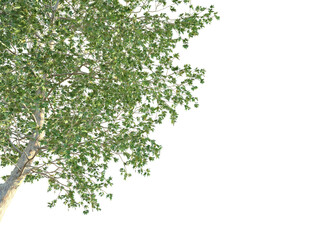 Platanus racemosa Tree corner 4k png cutout