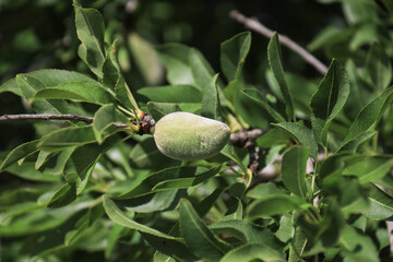Almonds growing on the branch of almond tree