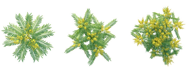 Schizolobium parahyba Tree plan top view 4k png cutout transparent background © DH Tree Stock