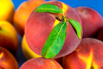 Juicy peaches featuring green leaves are gathered together on vibrant blue surface.